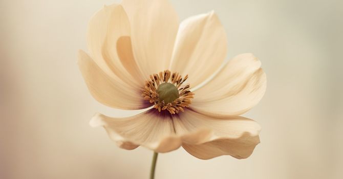 Bioidentical vs. Synthetic Hormone Replacement Therapy: What’s the Difference?